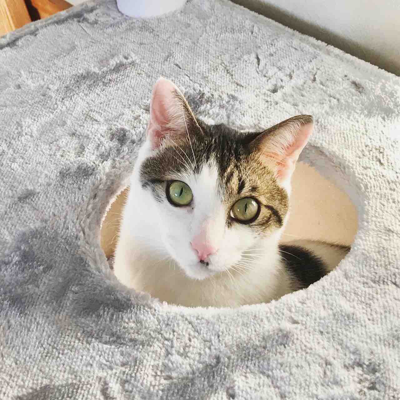 写真日記 激写 猫の瞳の色が変わる過程 デブでオタクで独身だけど猫がいる 写真日記 激写 猫の瞳の色が変わる過程 デブでオタクで独身だけど猫がいる