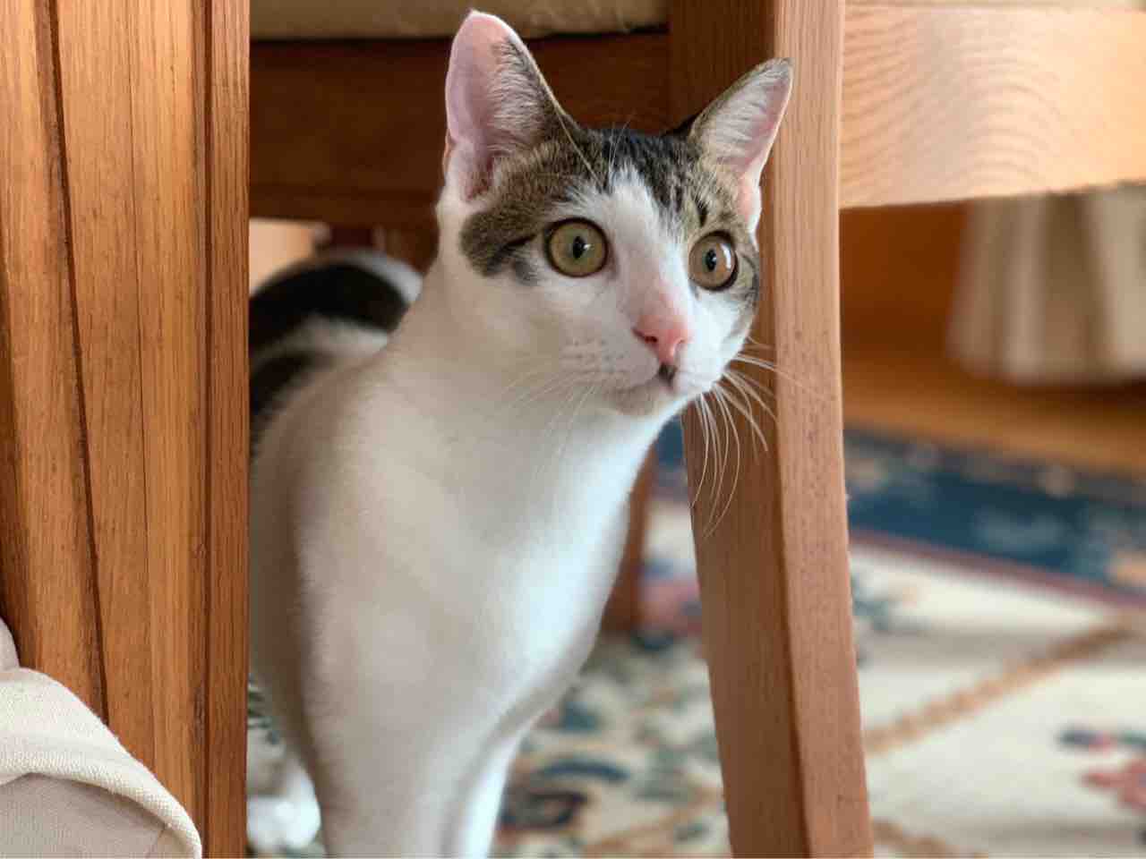 写真日記 激写 猫の瞳の色が変わる過程 デブでオタクで独身だけど猫がいる 写真日記 激写 猫の瞳の色が変わる過程 デブでオタクで独身だけど猫がいる