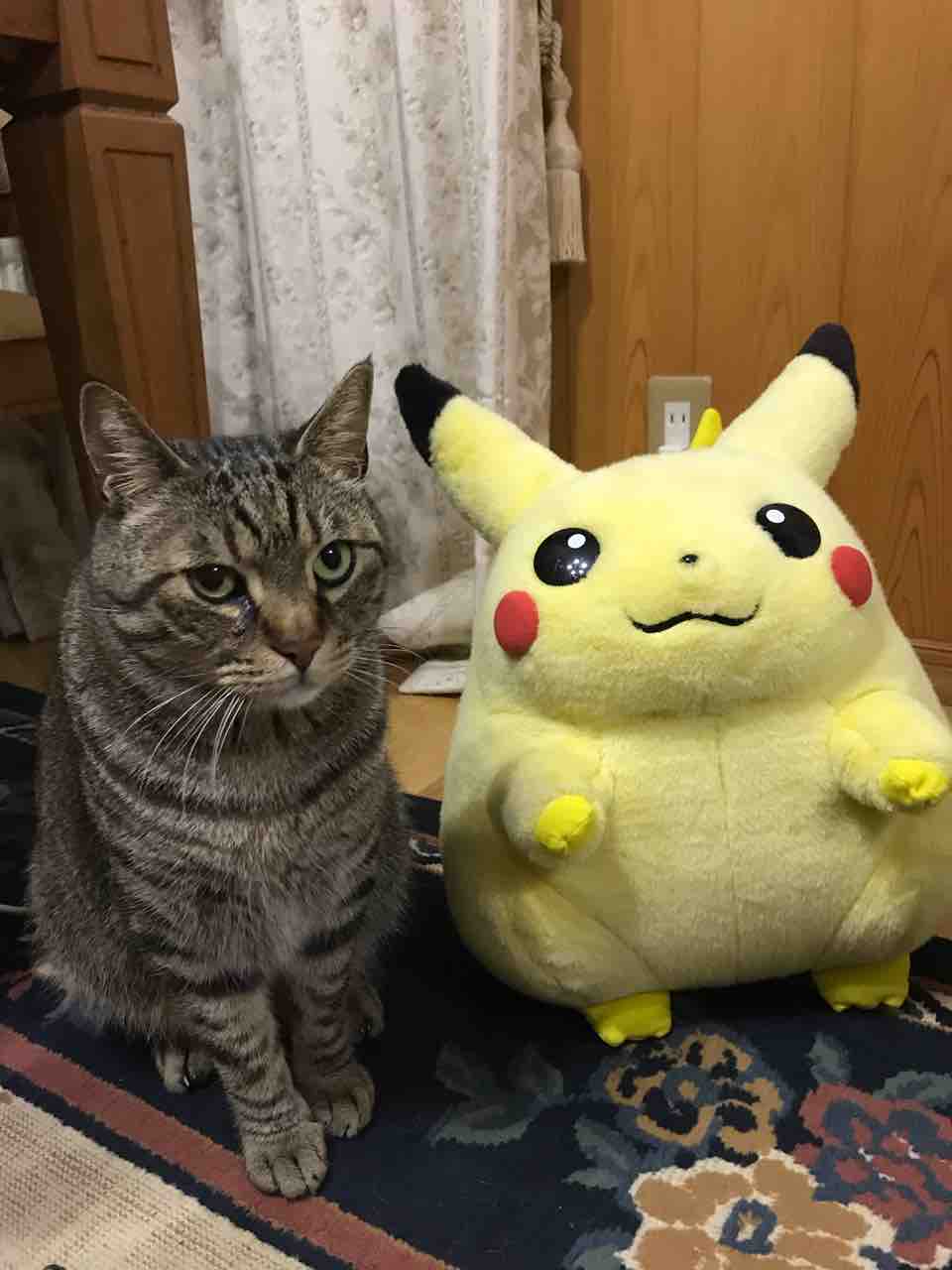 集まれポケモン世代 終 等身大ピカチュウの登場で深まった とある謎 デブでオタクで独身だけど猫がいる