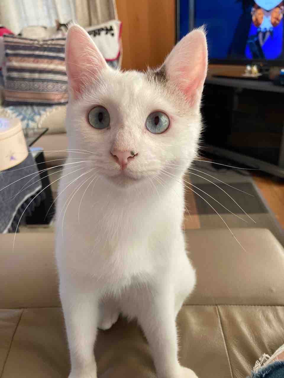 ご紹介 新しい家族です デブでオタクで独身だけど猫がいる