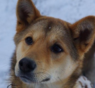 殺処分 犬