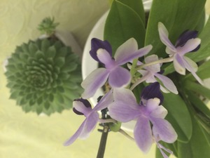 IMG_1675