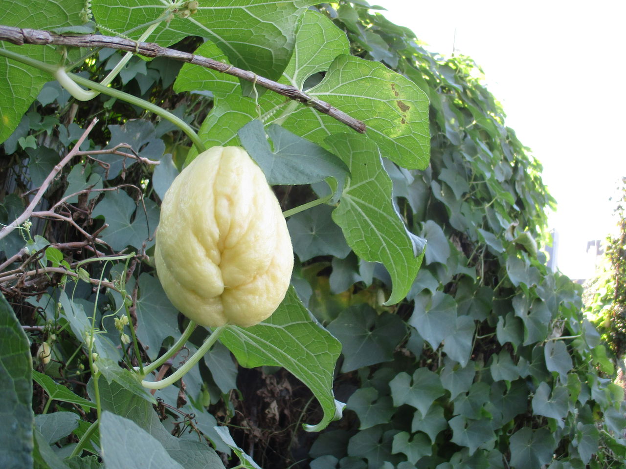 はやと瓜 驚きの大変身 まるで果物 美味しくて凄い自然