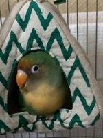 received_695100267278389