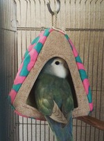 12167918_730892000378427_979388005_na