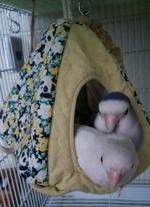 _qiEIFtMEZzzihG1462685473_1462685478