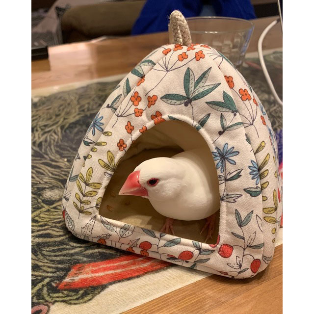 2 お写真を頂きました 文鳥ちゃん♪ : バードテント TENTORY