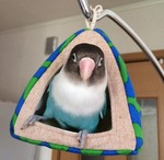 12167091_731345686999725_1820559594_na