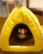 191118-1116　もずくくんa