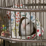 41a24e1a2d0529d5d5f3a1a4f7a20df1_583x585　1130-珀ちゃんa