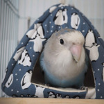 Screenmemo_2020-05-02-22-00-09-a