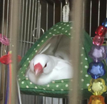 Screenmemo_2017-04-10-21-10-55a