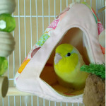 13736002_334408023556956_760876574_n (2)