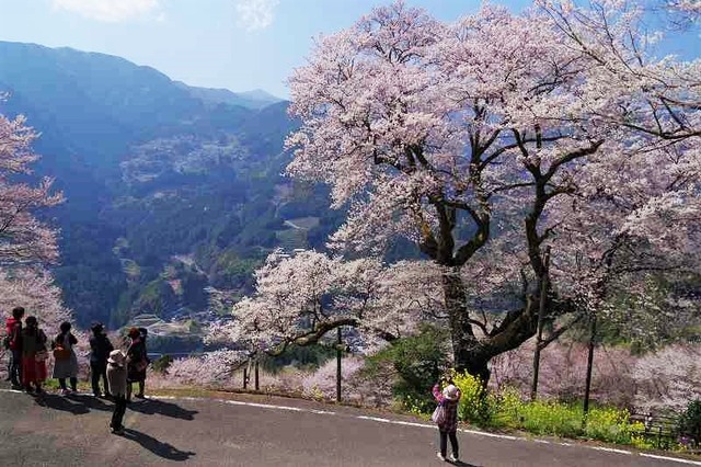 仁淀の桜 ひょうたん桜公園 鬼ヶ城山景 仁淀の桜 ひょうたん桜公園 鬼ヶ城山景