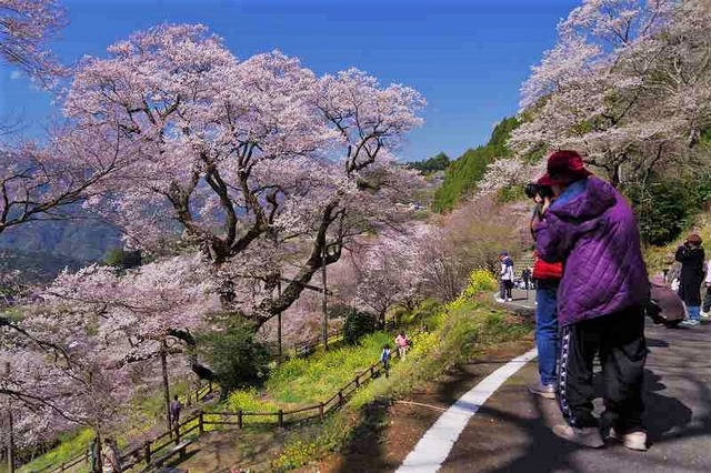 仁淀の桜 ひょうたん桜公園 鬼ヶ城山景 仁淀の桜 ひょうたん桜公園 鬼ヶ城山景