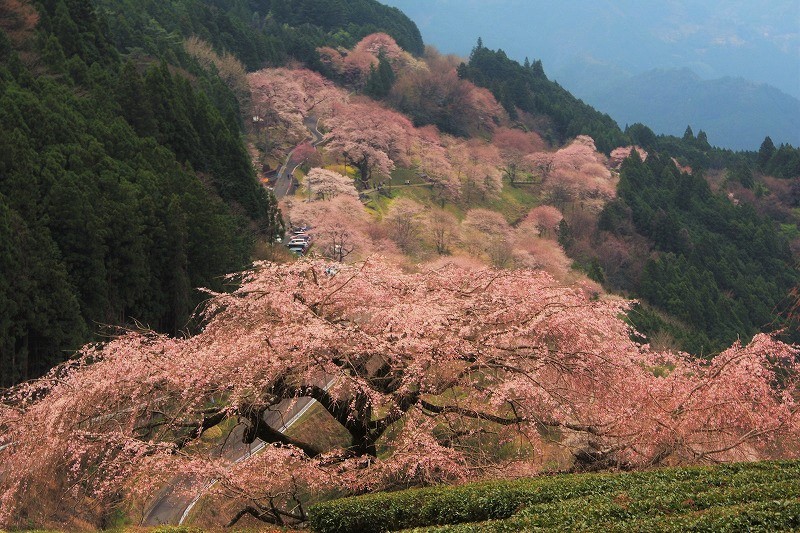 ２０１６年 桜の大河 仁淀川 鬼ヶ城山景