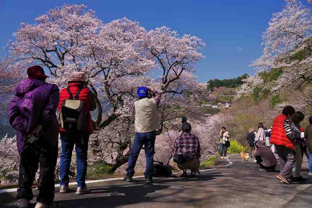 仁淀の桜 ひょうたん桜公園 鬼ヶ城山景 仁淀の桜 ひょうたん桜公園 鬼ヶ城山景