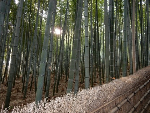 化野念仏寺の竹林