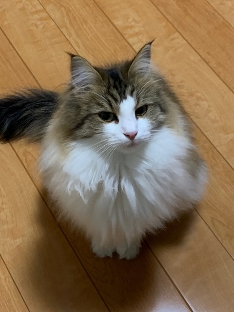 ご機嫌斜めメロちゃん