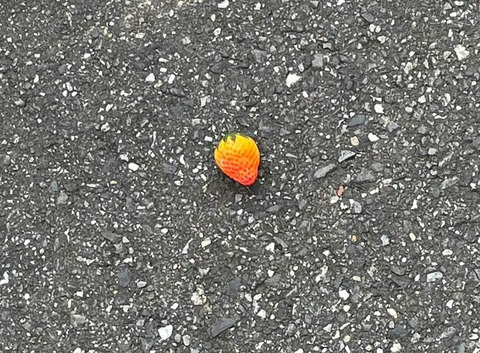 道端に転がるイチゴ氏🍓