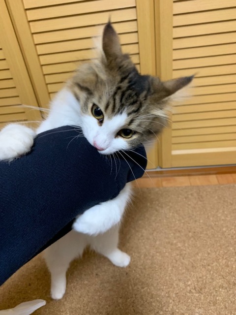 メロちゃん②