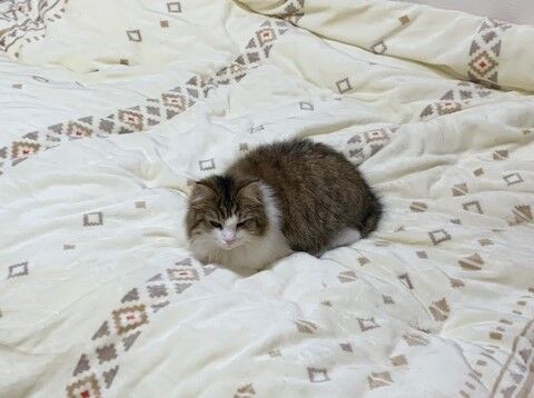 マイスイートプリンセスメロちゃん🐈💛