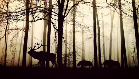 animals-g7421fa646_640