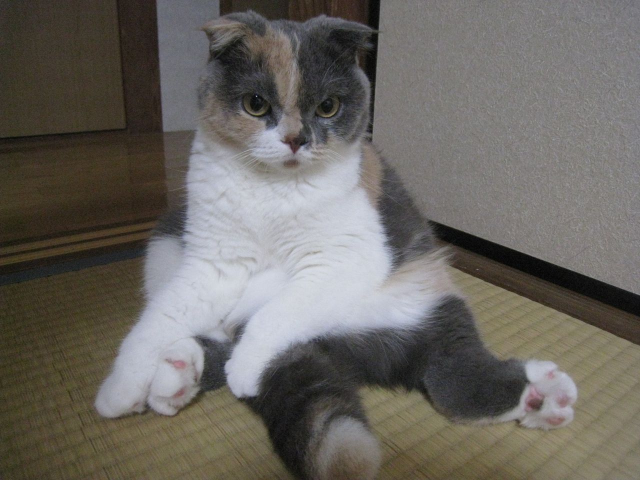 朝からスコ座りでモ フォ スコティッシュフォールド 福岡 もなかちゃんブログ 朝からスコ座りでモ フォ スコティッシュフォールド 福岡 もなかちゃんブログ