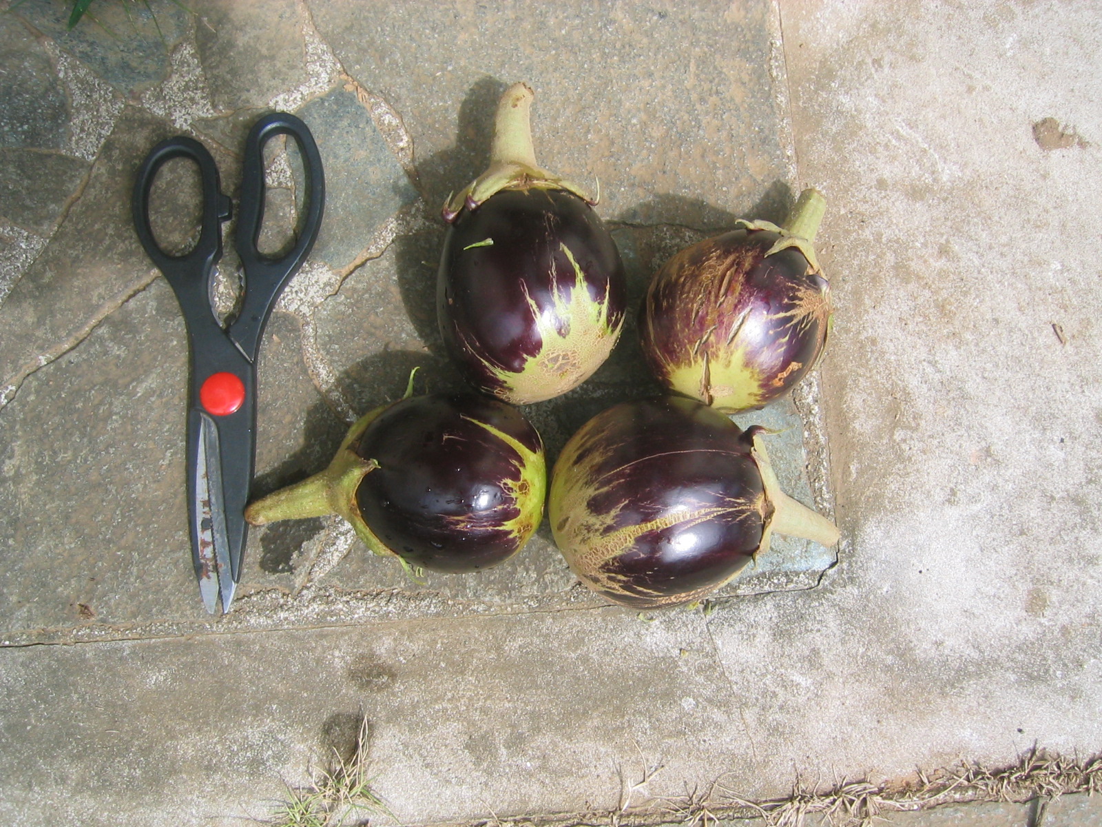 米ナスの栽培 想いのままに