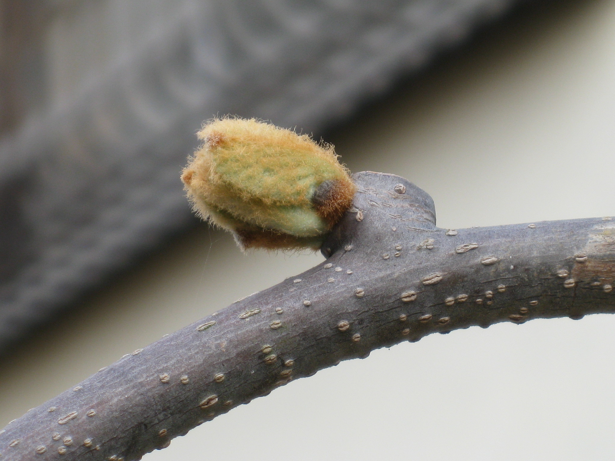 ｷｳｲの受粉と摘果作業 想いのままに