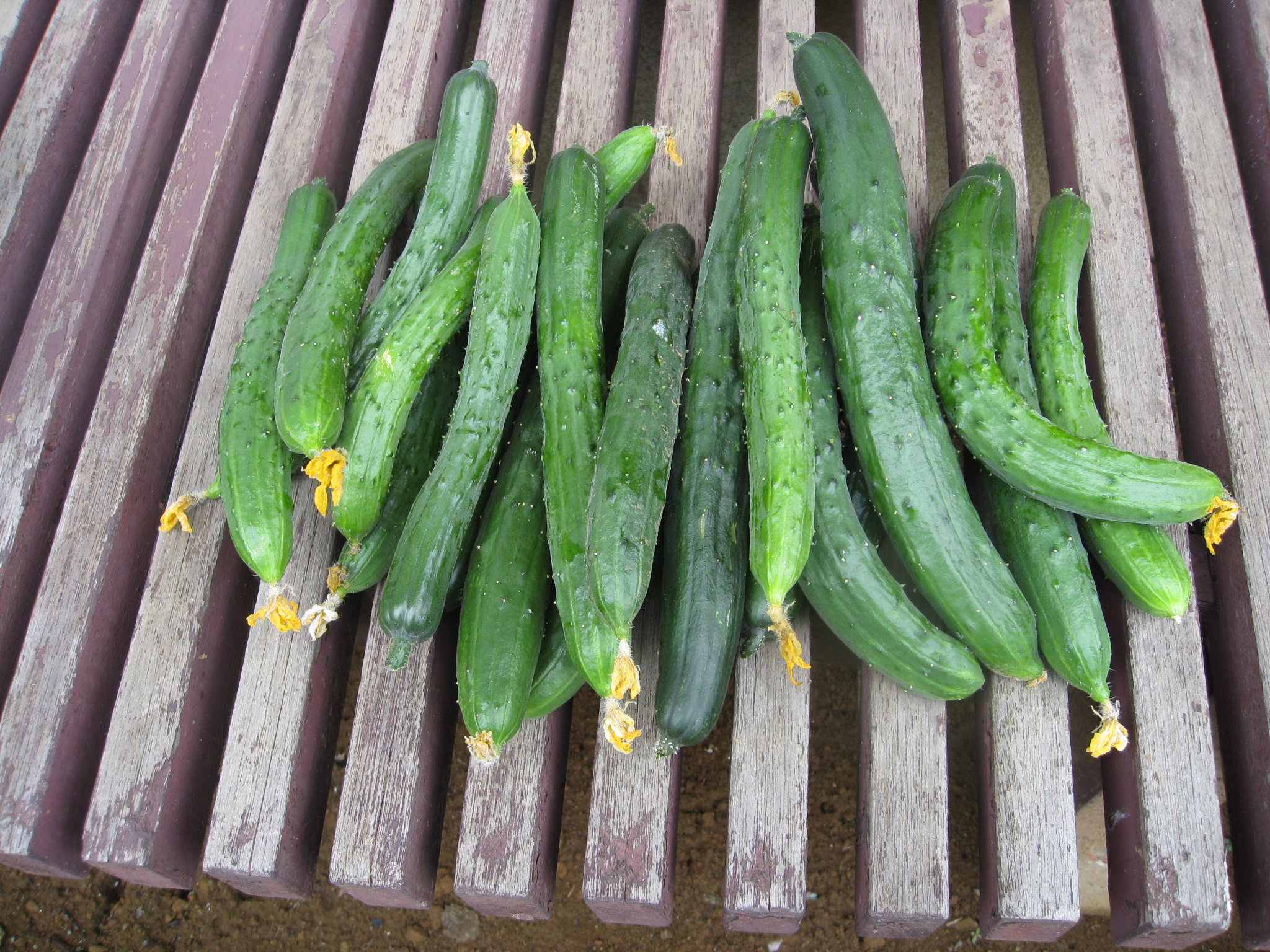 きゅうりの古漬け 想いのままに