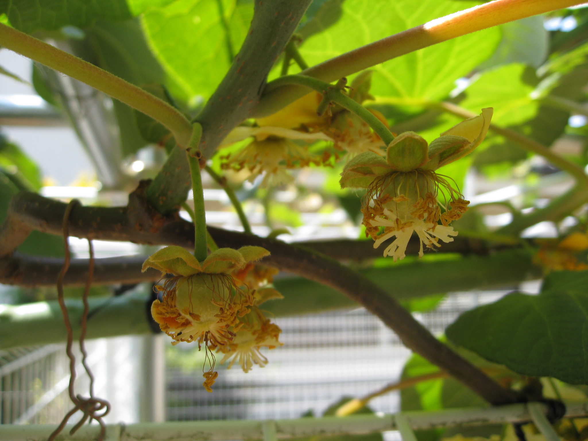 ｷｳｲの受粉と摘果作業 想いのままに