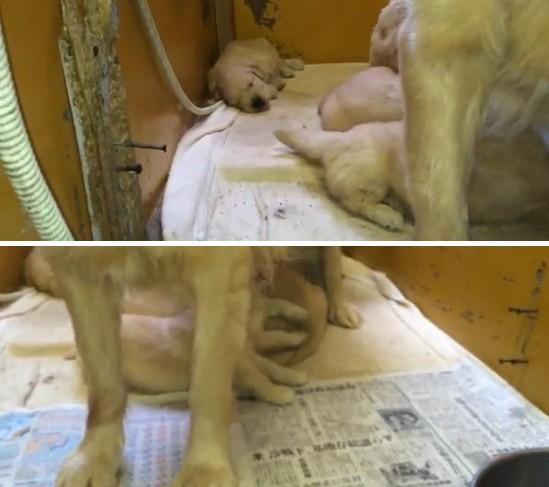 ニコ生 ウナちゃんマンが犬を虐待 批判殺到で大炎上 にゃる速報 ニコ生 ウナちゃんマンが犬を虐待 批判殺到で大炎上 にゃる速報