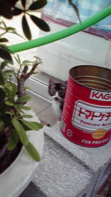 仔猫