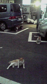 集会
