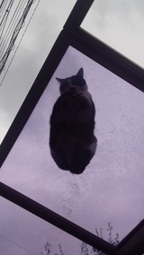 透明下から猫
