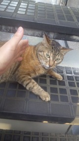 アパート階段キャット