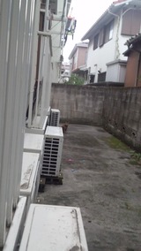 ベランダ猫