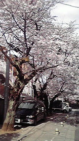 桜の頃ならば