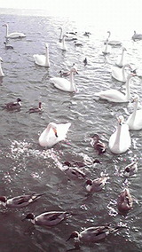 高松の池