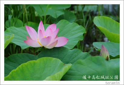 備中高松城址公園の蓮1