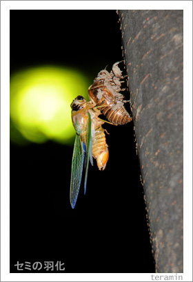 ���ߤα������̿�6