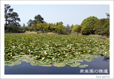 衆楽園の睡蓮1