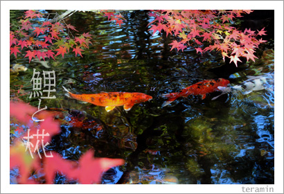 ��ȥ�ߥ��ʹ��ű�ˤơˡ��̿�3