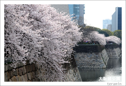 大阪城公園の桜2