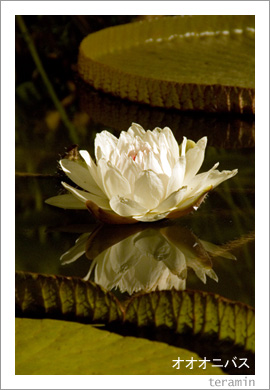 �������˥Х�2