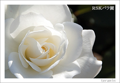 RSKバラ園4