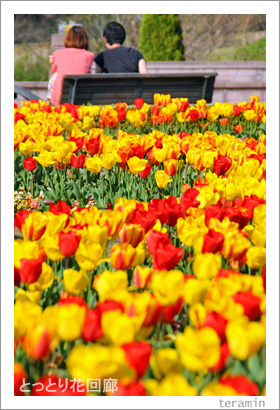 �ȤäȤ�ֲ�ϭ���̿�4