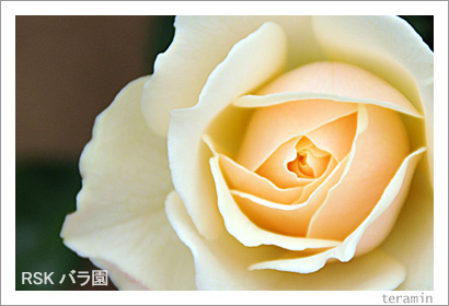 RSK�Х�ࡡ�̿�3