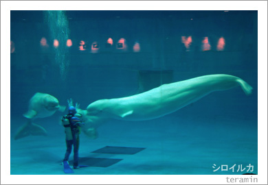 ���������Υ������륫2